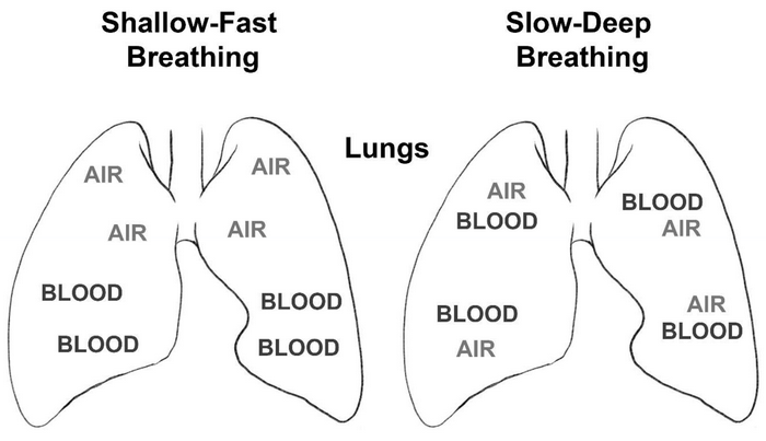 picture of lungs with air and blood